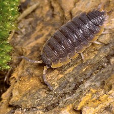 Porcellio scaber 'Red Edge' ×10 Isopode Cloporte Vivarium Terrarium Bioactif