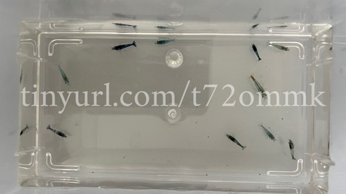 Crevettes blue dream - 10,