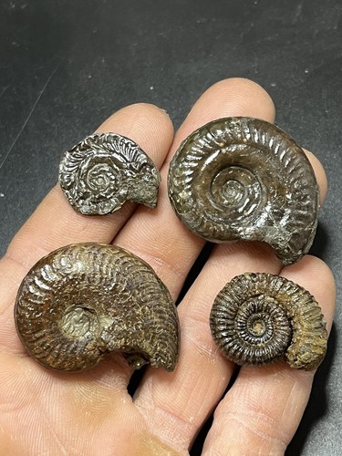 Trés jolies petites ammonites - trés,