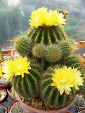 Parodia warasii, exotic flowering cacti rare flower cactus notocactus 100 SEEDS