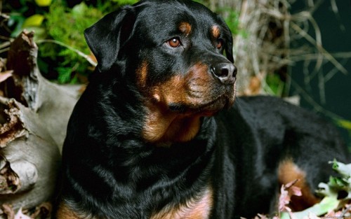 Plaque métal chien - ,