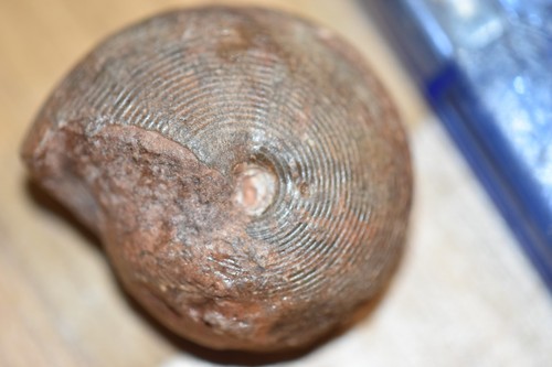 Ammonite adrianites rothpletzi - ammonite,