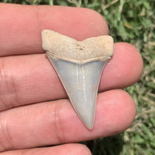 Carcharodon hastalis Extinct