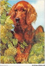 AILP8-0732 - DOG - Irish Setter