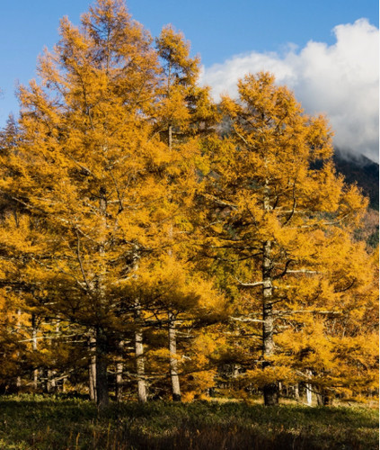 Japanese larch plants larix - 3, plants(larix