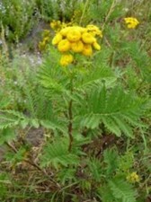 10 PLANTS DE TANAISIE Anti