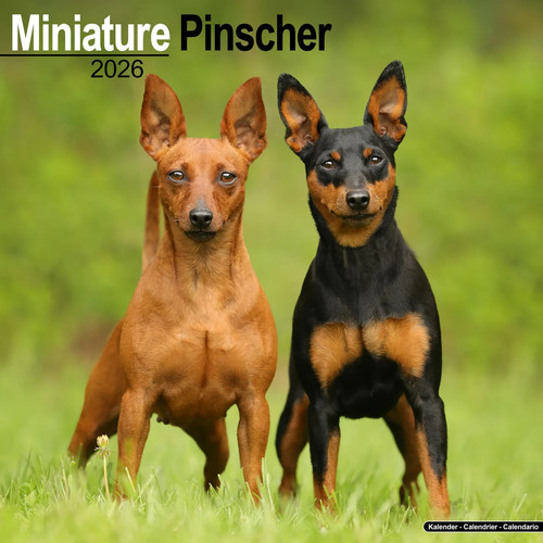Calendrier 2026 pinscher - calendrier,