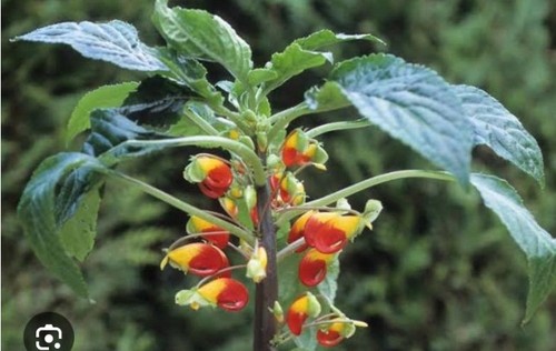 Impatiens bec perroquet - bec, (
