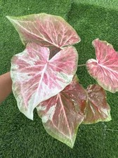 AUTHENTIC Caladium  Pink Sky 1 bulbs