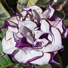 25 Angel Trumpet, Datura metel, Double Purple  Flower Seed, Fresh 2024 seeds