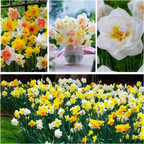 Bulbes jonquilles rustique - de,
