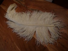 Grande plume d'autruche  ecrue