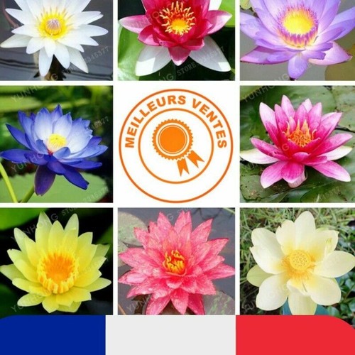Graines fleurs lotus - 20,