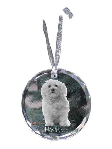 Havaneser bichon havanais - bichon,