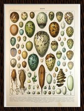 1898 Original and Authentic Planche du Nouveau Larousse Illustrated: Eggs