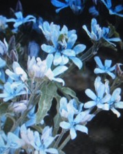 ♫ Etoile du Sud ou