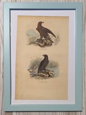 1852 Lithographie Art Print