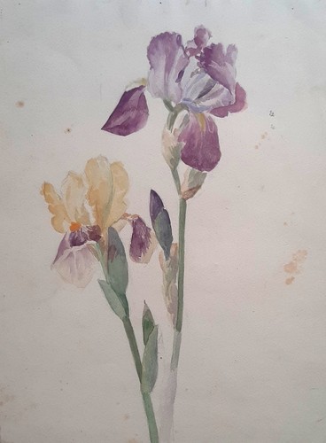 Aquarelle ancienne fleurs - , fin