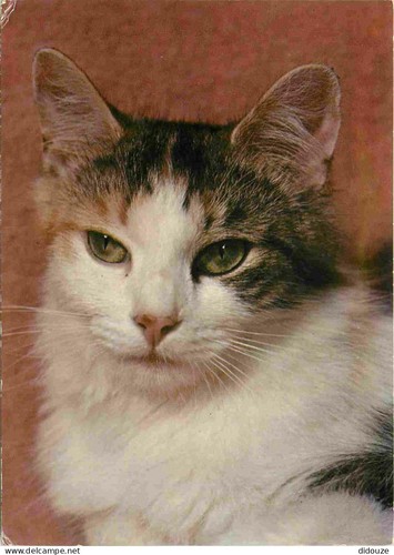 Carte postale animaux - postale,