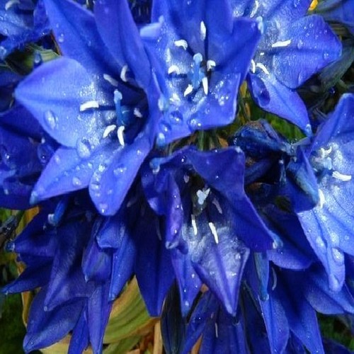 Jacinthe bulbes fleurs - bulbes, à