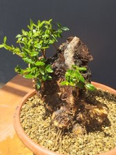 Bonsaï olivier 21 x 19 cm en