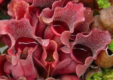 SARRACENIA PURPUREA VEINOSA -