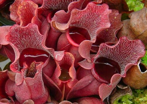 Sarracenia purpurea veinosa - purpurea,