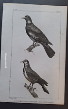 19° Bird Buffalo Engraving: The Pigeon of Jamaica... Le Pigeon Ramier