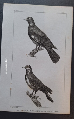 Gravure buffon oiseau - gravure, le