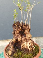 Bonsaï olivier 40 x 30 cm en pot plante Yamadori arbre robuste majestueux