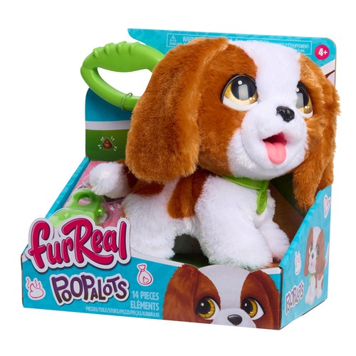 Cavalier king charles - king,