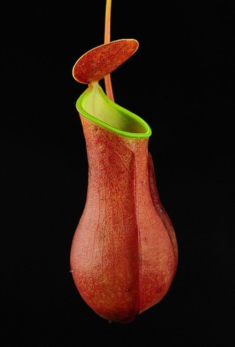 Nepenthes reinwardtiana red - reinwardtiana,