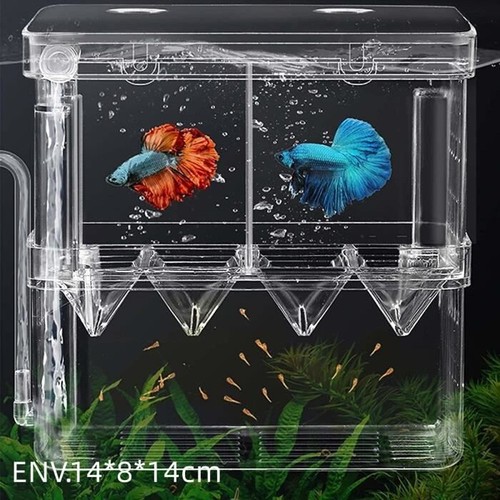 Aquarium pondoir boîte - pondoir,
