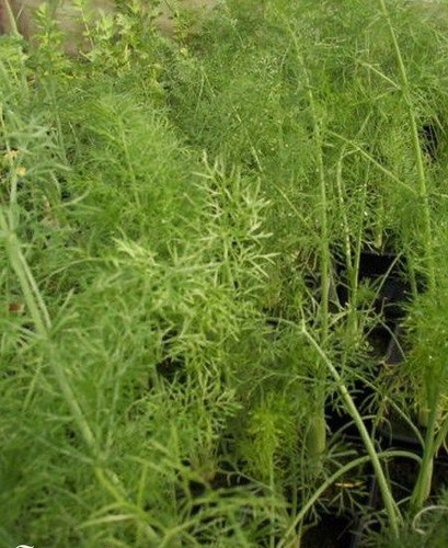 Fenouil sauvage - ♫,