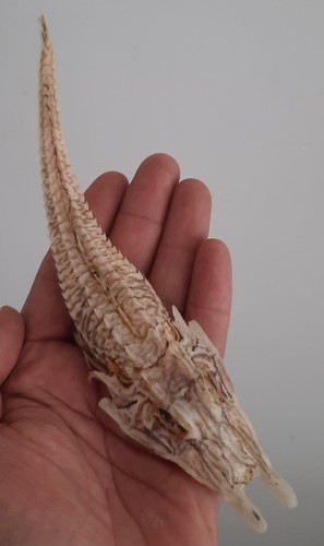 Curiosité taxidermie - ,,
