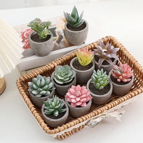 Plantes succulentes pot - plantes,
