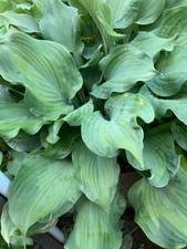 Hosta ‘ Regalia ’ Plantain Lily Plant Shipping Spring 2025