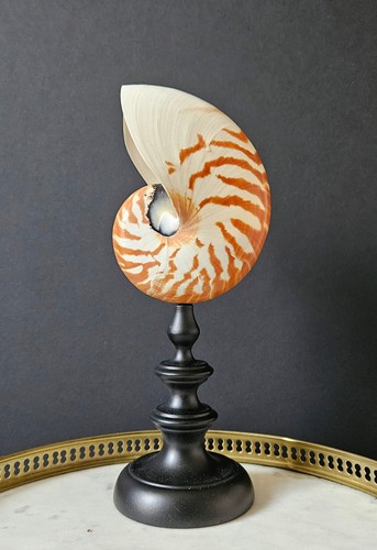 Nautile vintage socle bois - vintage,, en