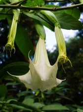 2 White Brugmansia Datura Angel's Trumpet Cuttings Unrooted