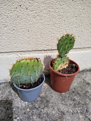 Lot cactus opuntia figuier - lot,