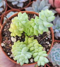 ♫ ECHEVERIE Sedum Burrito