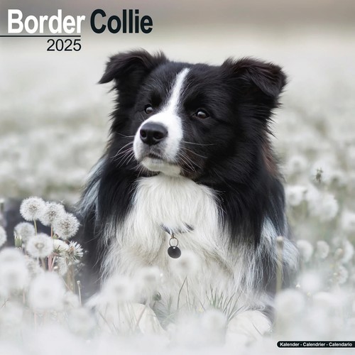 Calendrier 2025 border - calendrier,
