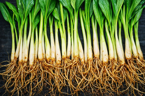 Bulbes ail des - bulbes, ours