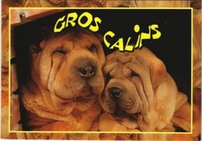 CPA AK Sharpei DOG (1178359)