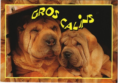 Cpa sharpei dog - cpa,