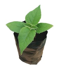 Plants De Paulownia — Z07