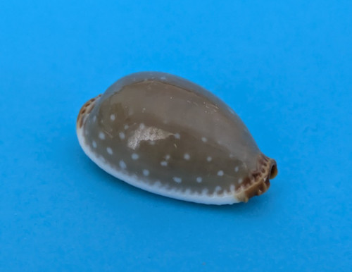 Cypraea limacina clarissa