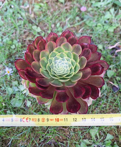 Aeonium fiesta rare succulent - rare,