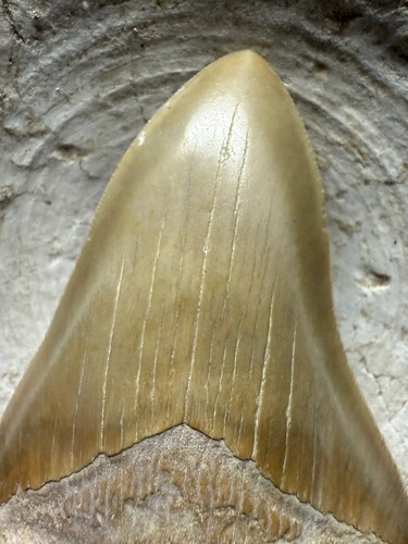 Summerville megalodon - summerville,