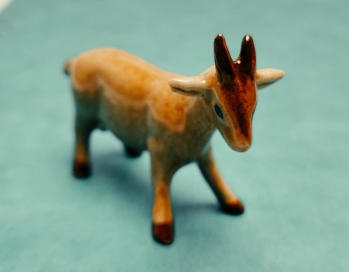 Magnifique bouquetin miniature - bouquetin,